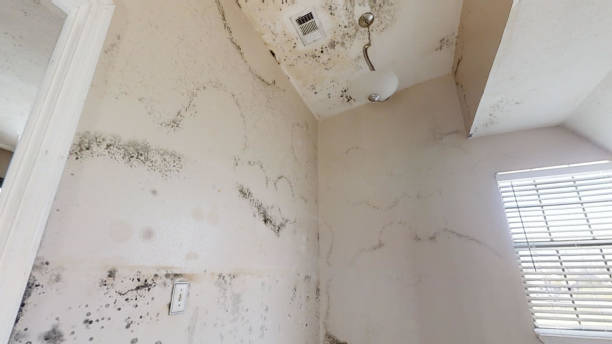Best Industrial Mold Remediation  in Laramie, WY